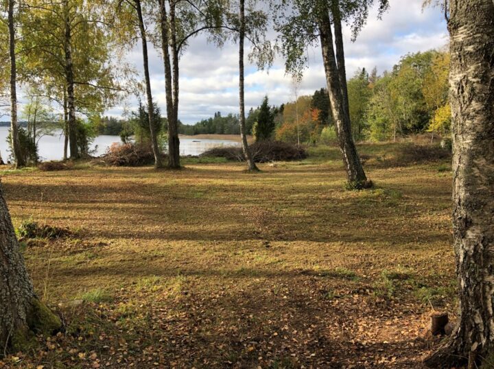 skog 3